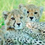 Phinda Cheetahs